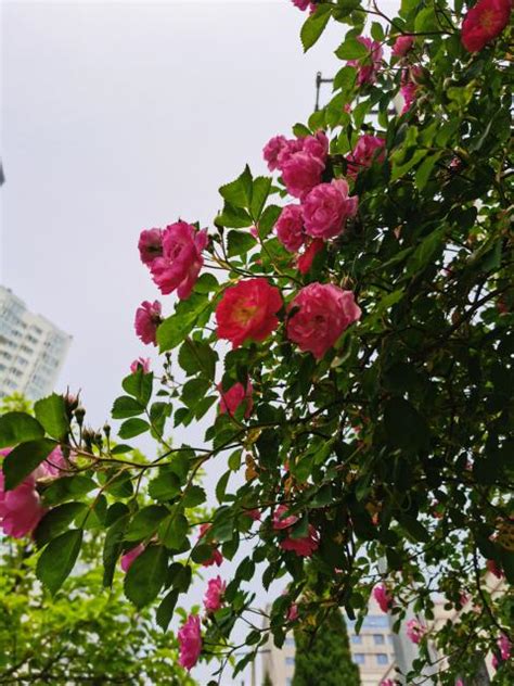 紅薔薇花語|薔薇花所有的花語 不同顏色各有不用意義